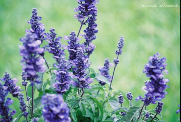 tastybite-basilfriend-2