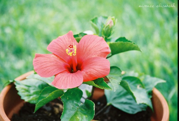 tastybite-basilfriend-3