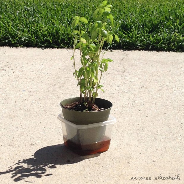 tastybite-basilfriend-6