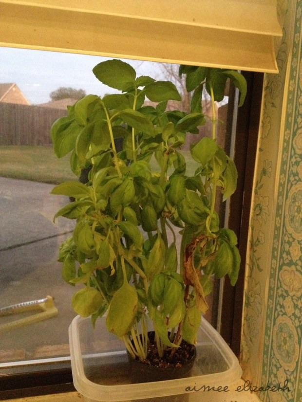 tastybite-basilfriend-7