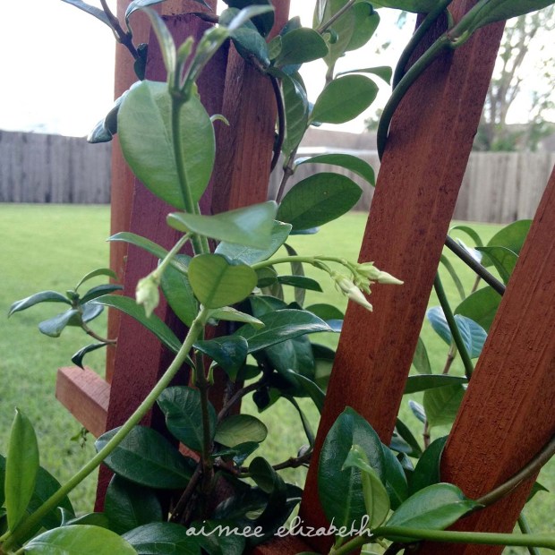 tastybite-jasmine plant2