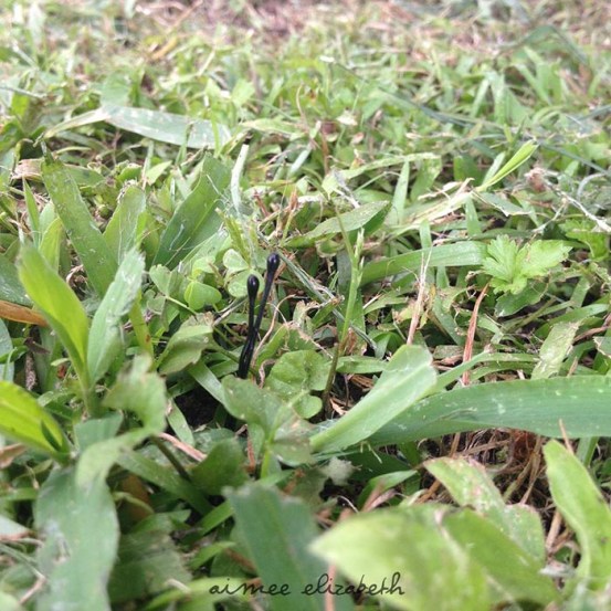 tastybite-new thing3