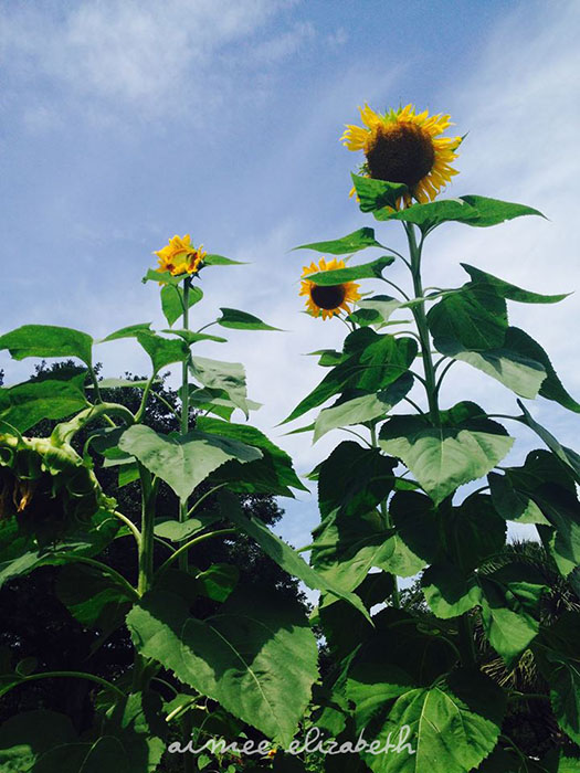 tastybite-new thing4