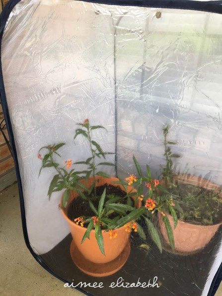 tastybite-caterpillars16