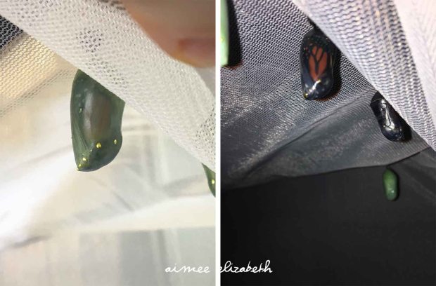 tastybite-caterpillars19