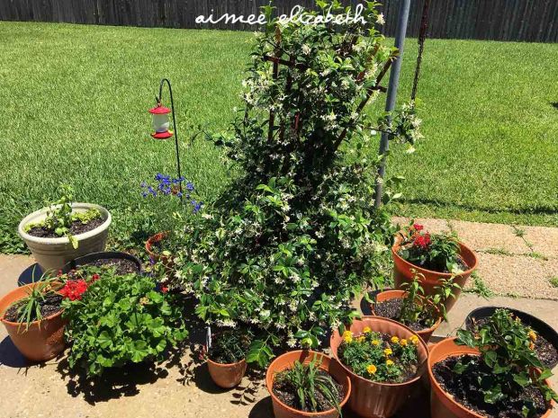 tastybite-caterpillars23