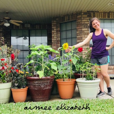 tastybite-sunflower field