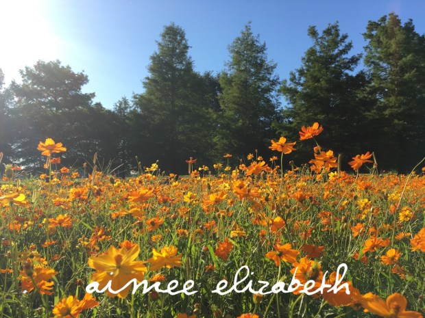 tastybite-wildflowers